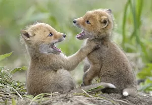 Red Foxes (Vulpes vulpes) young play fighting. Kronotsky Zapovednik Nature Reserve