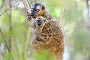Brown Lemurs Prints: Red-fronted brown lemur (Eulemur rufifrons) female