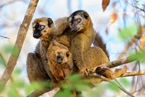 Brown Lemurs Prints: Red-fronted brown lemurs (Eulemur rufifrons) pair
