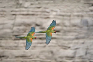Psittacoidea Gallery: Red-fronted macaw (Ara rubrogenys) two in flight, Red-fronted Macaw Community Nature Reserve