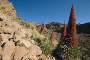 Images Dated 22nd May 2009: Red giant tajinaste / Mount Teide blugloss (Echium wildpretii) flowers, Teide National Park