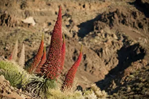 Red giant tajinaste / Mount Teide blugloss (Echium wildpretii) flowers, Teide National Park