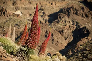 Boraginaceae Prints: Red giant tajinaste / Mount Teide blugloss (Echium wildpretii) flowers