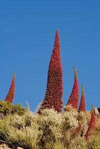 Red giant tajinaste / Mount Teide blugloss (Echium wildpretii) flowers, Teide National Park