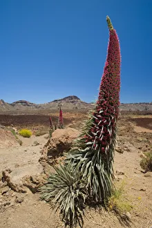 Boraginaceae Prints: Red giant tajinaste / Mount Teide bugloss (Echium wildpretii) flowering