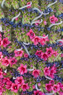 Boraginaceae Prints: Red giant tajinaste / Mount Teide bugloss / Towers of jewels (Echium wildpretii
