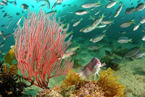 Seaweed Prints: Red gorgonian (Lophogorgia chilensis) growing in a Giant kelp (Macrocystis pyrifera) forest