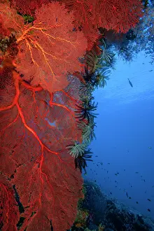 Subergorgiidae Prints: Red Gorgonian sea fans (Melithaea sp)