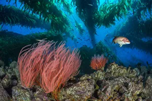 Red gorgonians (Lophogorgia chilensis) growing beneath a Giant kelp (Macrocystis pyrifera) forest