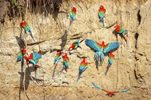 True Parrot Prints: Red and green macaws (Ara chloropterus) flock perched on cliff face
