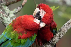 Arini Prints: Two Red and green macaws (Ara chloropterus) perched on branch