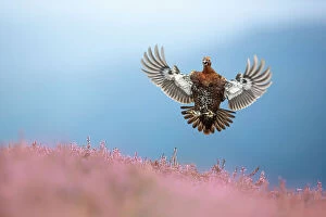 December 2022 Highlights Gallery: Red grouse (Lagopus lagopus) coming in to land on flowering Heather (Calluna vulgaris), Yorkshire