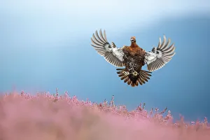 Ericales Prints: Red grouse (Lagopus lagopus) coming in to land on flowering Heather (Calluna vulgaris)