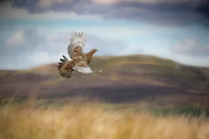 December 2022 Highlights Gallery: Red grouse (Lagopus lagopus) in flight over moorland, Yorkshire, UK. September