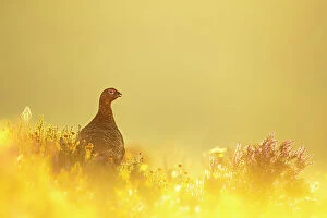 December 2022 Highlights Gallery: Red grouse (Lagopus lagopus) on moorland at sunrise, Peak District National Park, UK. August