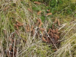 Game Bird Prints: Red grouse (Lagopus lagopus scotica) droppings on moorland, Yorkshire Dales, UK. March