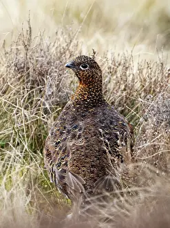 Grouse Prints: Red grouse (Lagopus lagopus scotica) female on moorland