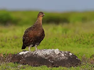 Game Bird Prints: Red grouse (Lagopus lagopus scotica) male
