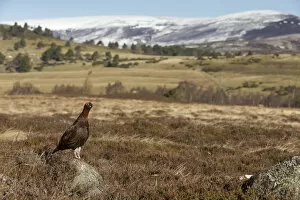 Red grouse (Lagopus lagopus scotica) in moorland, Cairngorms National Park, Grampian