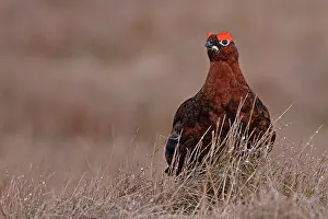 Grouse Prints: Red grouse (Lagopus lagopus scotica) portrait, Langdon Beck, County Durham, UK. April