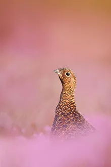 Red grouse (Lagopus lagopus scotica) sitting in flowering heather, Peak District, UK, September