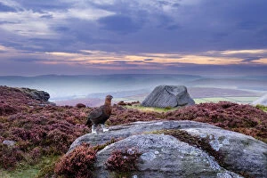 At Home in the Wild Gallery: Red grouse (Lagopus lagopus scoticus) on heather moorland, Peak District NP, UK, September 2011