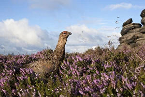 Images Dated 19th August 2013: Red grouse (Lagopus lagopus scoticus) on heather moorland, Derwent Edge, Peak District