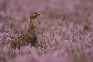 Images Dated 18th August 2009: Red grouse (Lagopus lagopus scoticus) male amongst purple flowering heather, Peak district