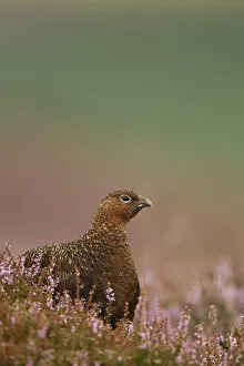 Images Dated 24th August 2011: Red Grouse (Lagopus lagopus scoticus) in Heather. Peak District, UK, August