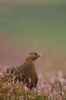 Alert Gallery: Red Grouse (Lagopus lagopus scoticus) in Heather. Peak District, UK, August