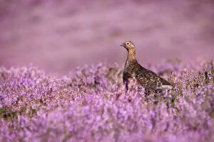 Purple Collection: Red grouse {Lagopus lagopus scoticus} on heather moorland, Derwent Edge, Peak District
