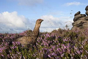 Red grouse (Lagopus lagopus scoticus) on heather moorland, Derwent Edge, Peak District