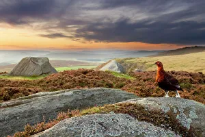 Red grouse (Lagopus lagopus scoticus) on heather moorland showing habitat, Peak District National Park, UK, September