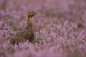 Red grouse (Lagopus lagopus scoticus) male amongst purple flowering heather, Peak district