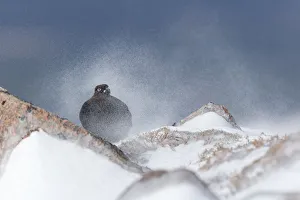 Windy Prints: Red Grouse (Lagopus lagopus scoticus) male on rock in swirling spindrift of snow