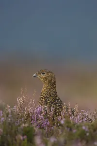 Females Prints: Red grouse (Lagopus lagopus scoticus) portrait of female, in purple heather, Peak District
