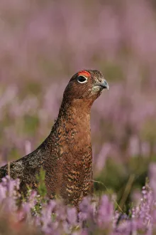 Red Grouse (Lagopus lagopus scoticus) in purple heather, Peak District, uk