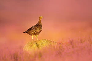 December 2022 Highlights Gallery: Red grouse (Lagopus lagopus) standing on gritstone rock at sunrise, Peak District National Park