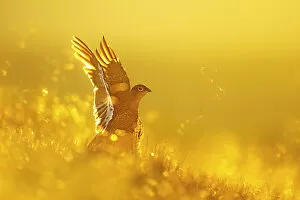 Stretching Gallery: Red grouse (Lagopus lagopus) stretching wings at sunrise, Peak District National Park, UK. August