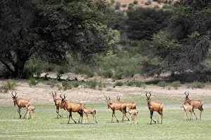 Hartebeest Prints: Red hartebeest (Alcelaphus buselaphus caama) herd
