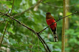 Trogoniformes Prints: Red-headed trogon (Harpactes erythrocephalus) perched in the forest