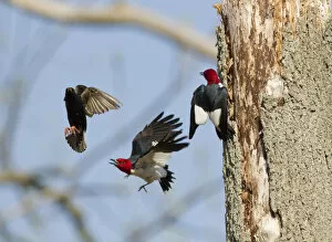 Aggression Gallery: Red-headed woodpeckers (Melanerpes erythrocephalus), pair fighting with European Starling
