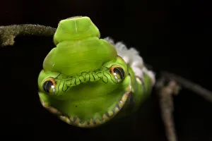 Red Helen swallowtail butterfly caterpillar (Papilio helenus) showing snake mimicry