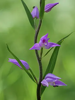 Umbria Prints: Red helleborine (Cephalanthera rubra) in flower, Piediluco, Umbria, Italy. July