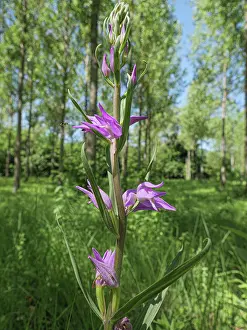 Umbria Prints: Red helleborine (Cephalanthera rubra) in flower, Piediluco, Umbria, Italy. July