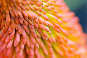Red-hot poker flowers (Kniphofia) close up, cultivated plant