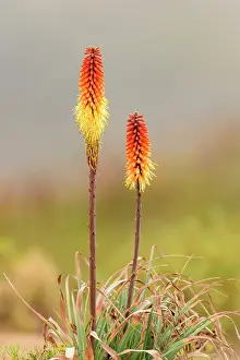 Xanthorrhoeaceae Prints: Red hot poker (Kniphofia foliosa) flowers