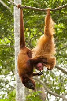Full Length Prints: Red Howler Monkey (Alouatta seniculus) hanging by tail with non-prehensile tailed