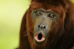 Animal Eyes Gallery: Red howler monkey (Alouatta seniculus) howling, captive
