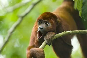 Mark Bowler Collection: Red howler monkey (Alouatta seniculus) howling, captive, digitally modified